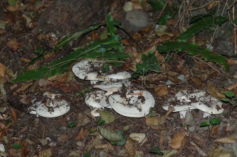 Russula...